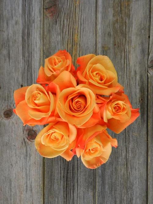 VOO DOO  ORANGE ROSE